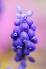 Wall Mural - muscari