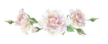 Three Pink Watercolor Roses On A White Background. For Greetings And Invitations, Weddings, Birthdays And Mother's Day