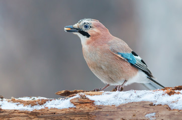 Poster - Eurasian jay