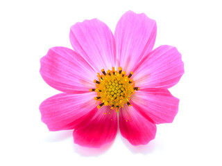 Wall Mural - cosmos flower
