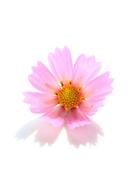 Wall Mural - cosmos flower