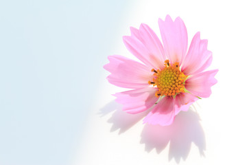 Wall Mural - cosmos flower
