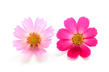 Wall Mural - cosmos flower