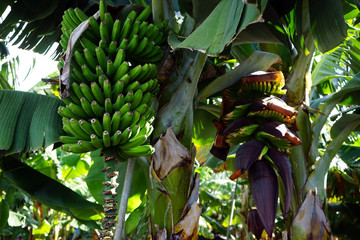 Wall Mural - Banana plantation