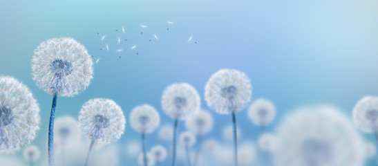 white dandelions on blue background
