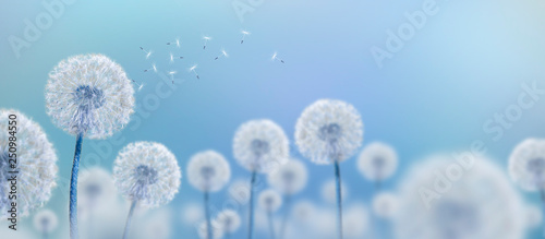 Plakat kwiaty polne  biale-mlecze-na-niebieskim-tle