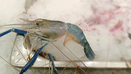 Shrimp at fresh shop 