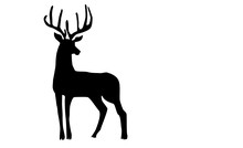 Deer Silhouette On White Background