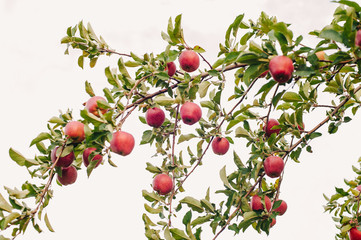 Wall Mural - Branch of red apples