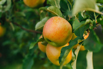 Wall Mural - Branch of yellow apples.