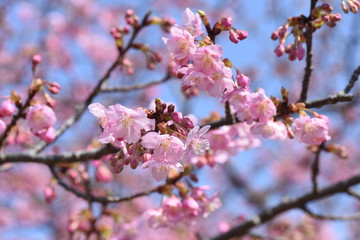 Wall Mural - In Japan, cherry blossoms of early-bloom variety are in full bloom.