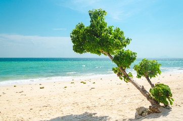 Canvas Print - isola tailandia