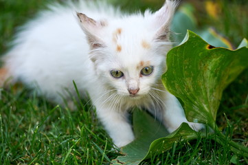  A kitten playing on the grass