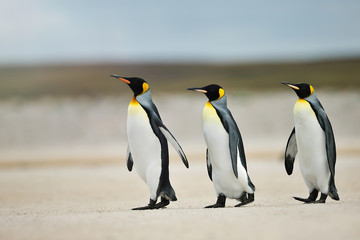 Wall Mural - three king penguins heading out to sea