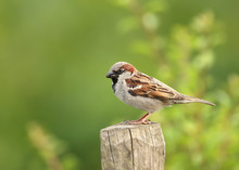 Portrait Of A House Sparrow Perched On A Post