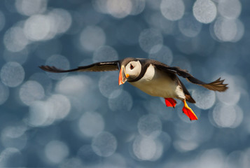 Wall Mural - close up of atlantic puffin in flight
