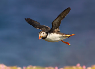 Wall Mural - close up of atlantic puffin in flight