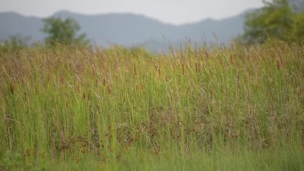 Wall Mural - landscape of a beautiful green grass field swaying in the wind. nature park and outdoor concept
