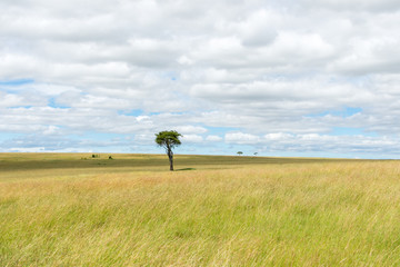 lonely tree in Masai Mara