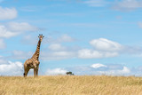 Fototapeta Sawanna - Masai Giraffe watching critically