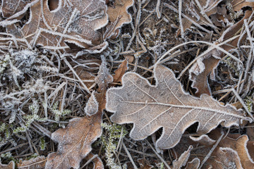 Canvas Print - oak leaf covered with hoar frost macro