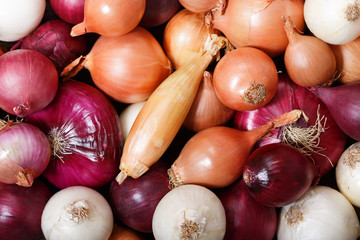 Wall Mural - fresh colorful onions as background