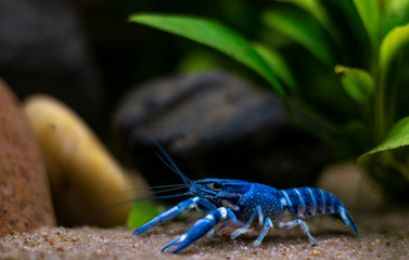 Blue crayfish Procambarus alleni in the Aquarium