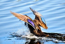 Pacific Black Duck (Anas Superciliosa) Landing On A Lake, Australia