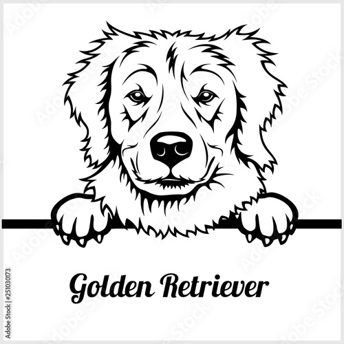 Golden Retriever Peeking Dogs Breed Face Head Isolated On