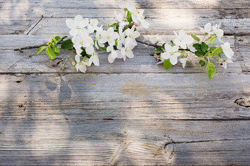  white apple flowers on old wooden background