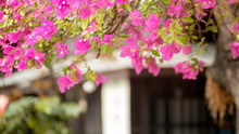 Paper Flowers,pink And Lime Flowers In Full Bloom,Bougainvillea,Hairy Bougainvillea