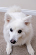 Close-up image of cute dog (japanese Spitz)