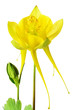 Yellow Columbine Flower on White BG