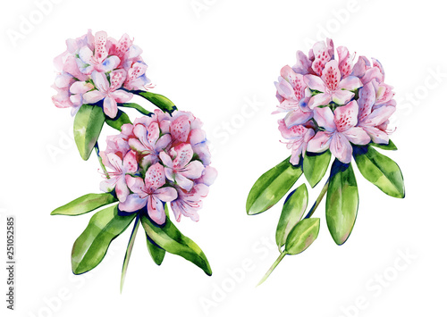 Tropical rhododendron flower watercolor isolated on white. Interior artwork w...