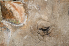 Hippo Head Detail