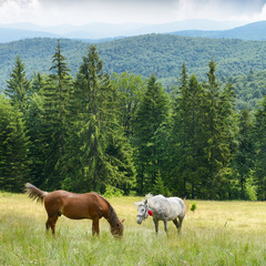 Wall Mural - Horses graze on slopes Carpathian Mountains.