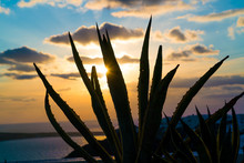 Aloe Cactus And Sea In Sunset