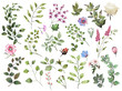Watercolor Botanical collection. Large set: twigs, herbs, leaves, flowers. Wild and garden plants.