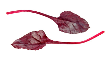 Fresh young chard red leaves isolated on white background