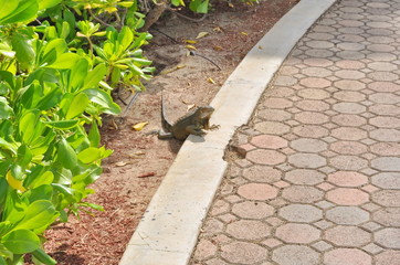 Poster - Iguana on a Pathway