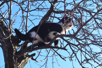 Wall Mural - Kitten on a tree branch looks at the world