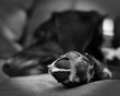 Black Dog sleeping with paw isolated in focus