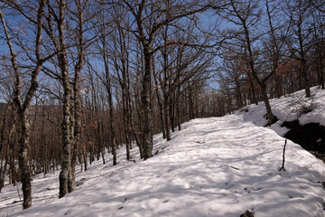 Wall Mural - Snowy Path Crosses Bare Oak Forest