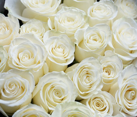 Fotomurales - Fresh white roses bouquet flower background 
