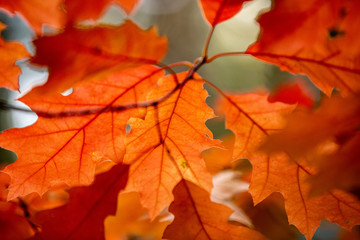 red autumn leaves