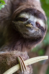 Poster - Three toed sloth
