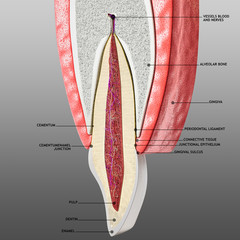 Wall Mural - tooth and periodontium anatomical structure. Sectional human central incisor showing the structures that form the dental tissue and the periodontal tissues. Infographic, 3D illustration with subtitles