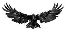 Drawn Raven Bird In Flight On A White Background