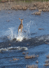 Young black-tailed deer (fawn) having fun jumping in a lake, seen in the wild in North California