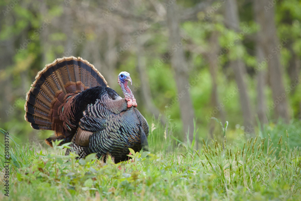 Eastern Wild Turkey strutting in hardwood forest habitat